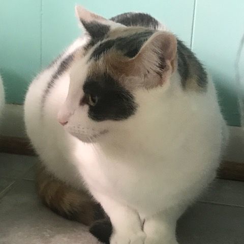 Daisy, Adoptable, Young Female Domestic Short Hair.