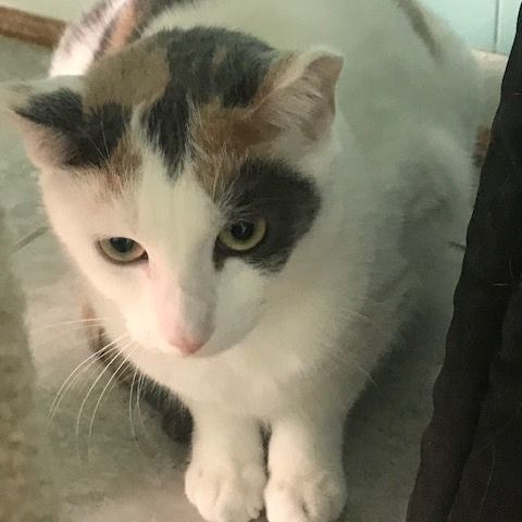 Daisy, a Adoptable Domestic Short Hair in Fairfax, VA image 5/8