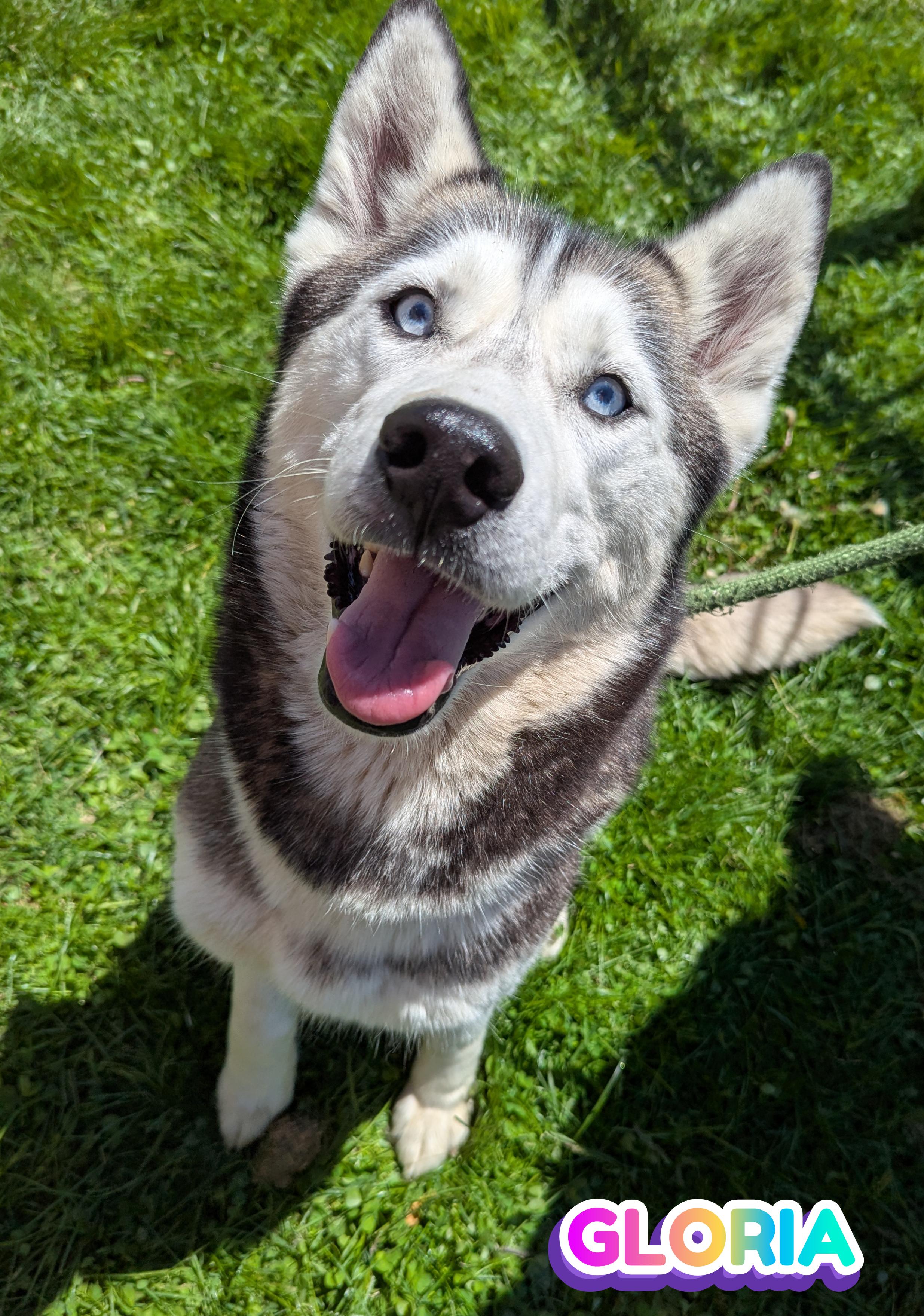 Enlarge Gloria, an adopted Siberian Husky in Valparaiso, IN image 1/3