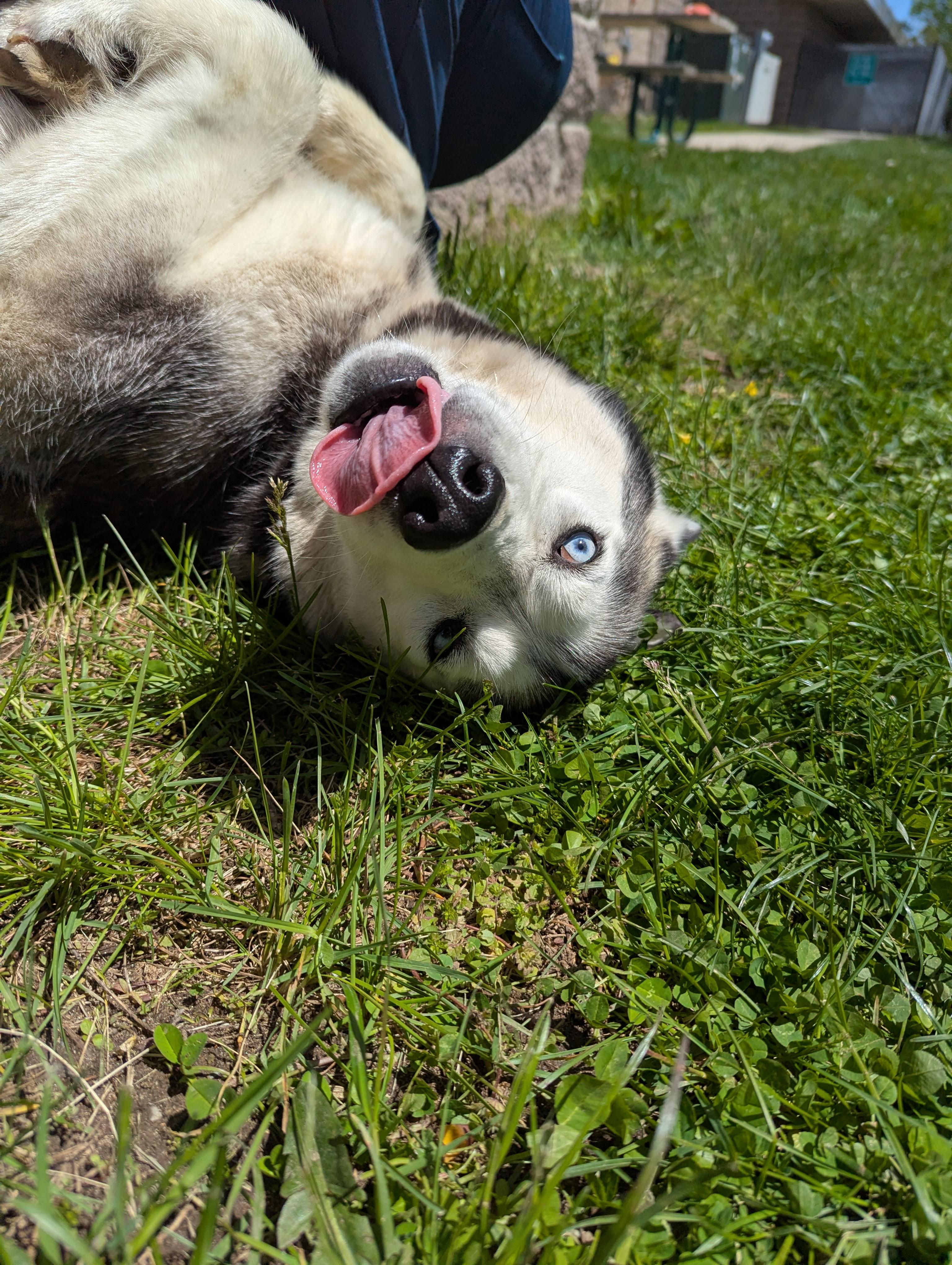 Enlarge Gloria, an adopted Siberian Husky in Valparaiso, IN image 2/3
