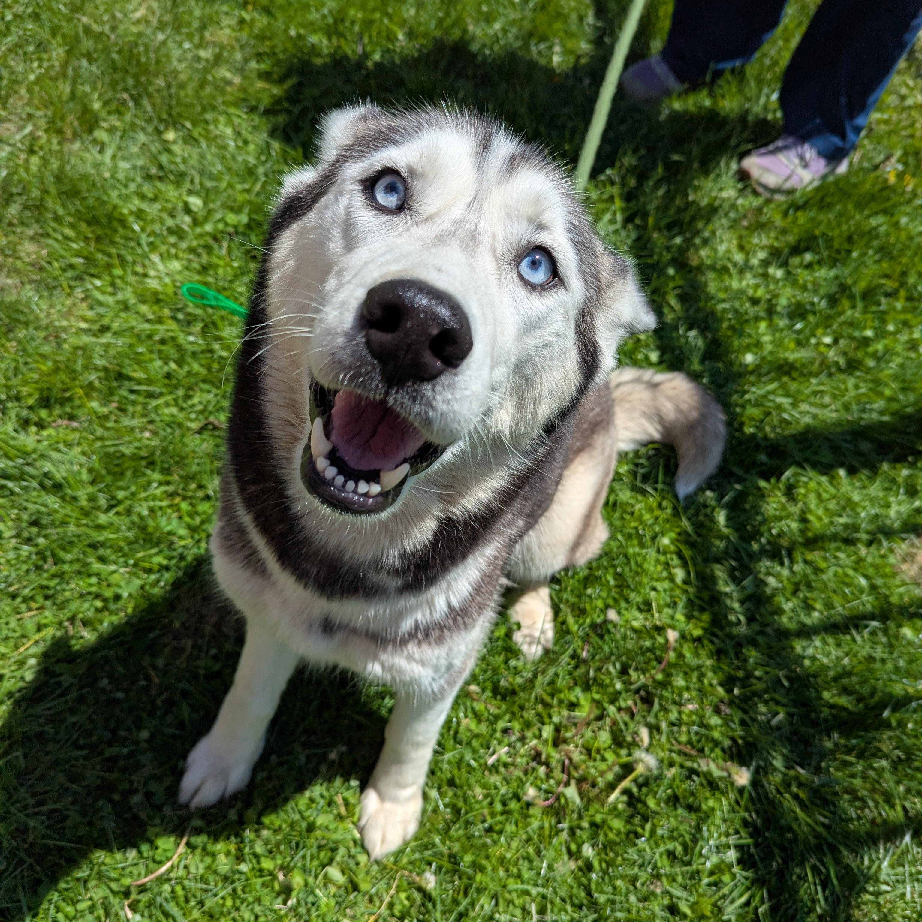 Enlarge Gloria, an adopted Siberian Husky in Valparaiso, IN image 3/3