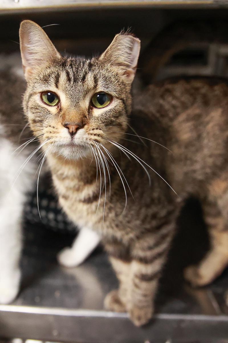 Vern, Adoptable, Young Male Domestic Short Hair.