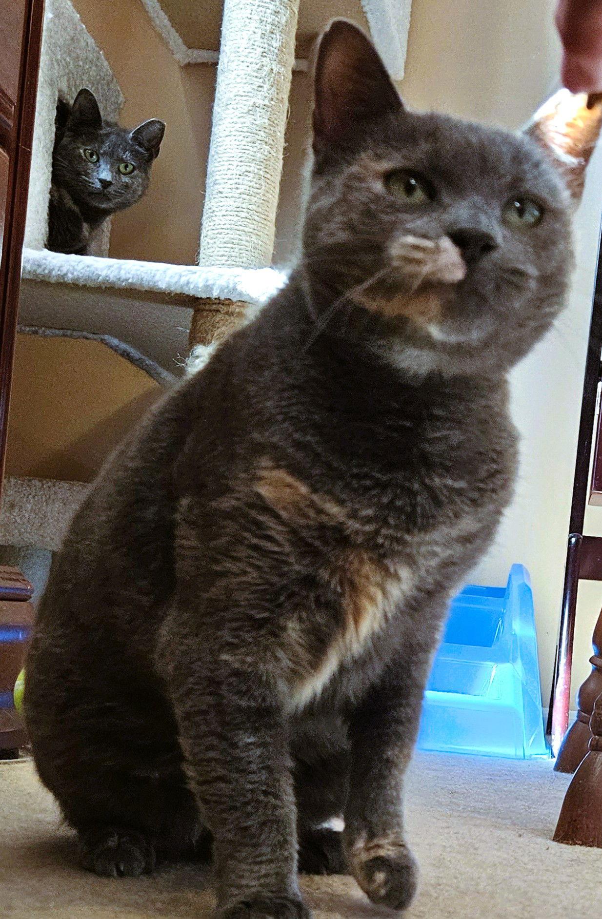 Pawla (Lil Girl), Adoptable, Adult Female Domestic Short Hair.