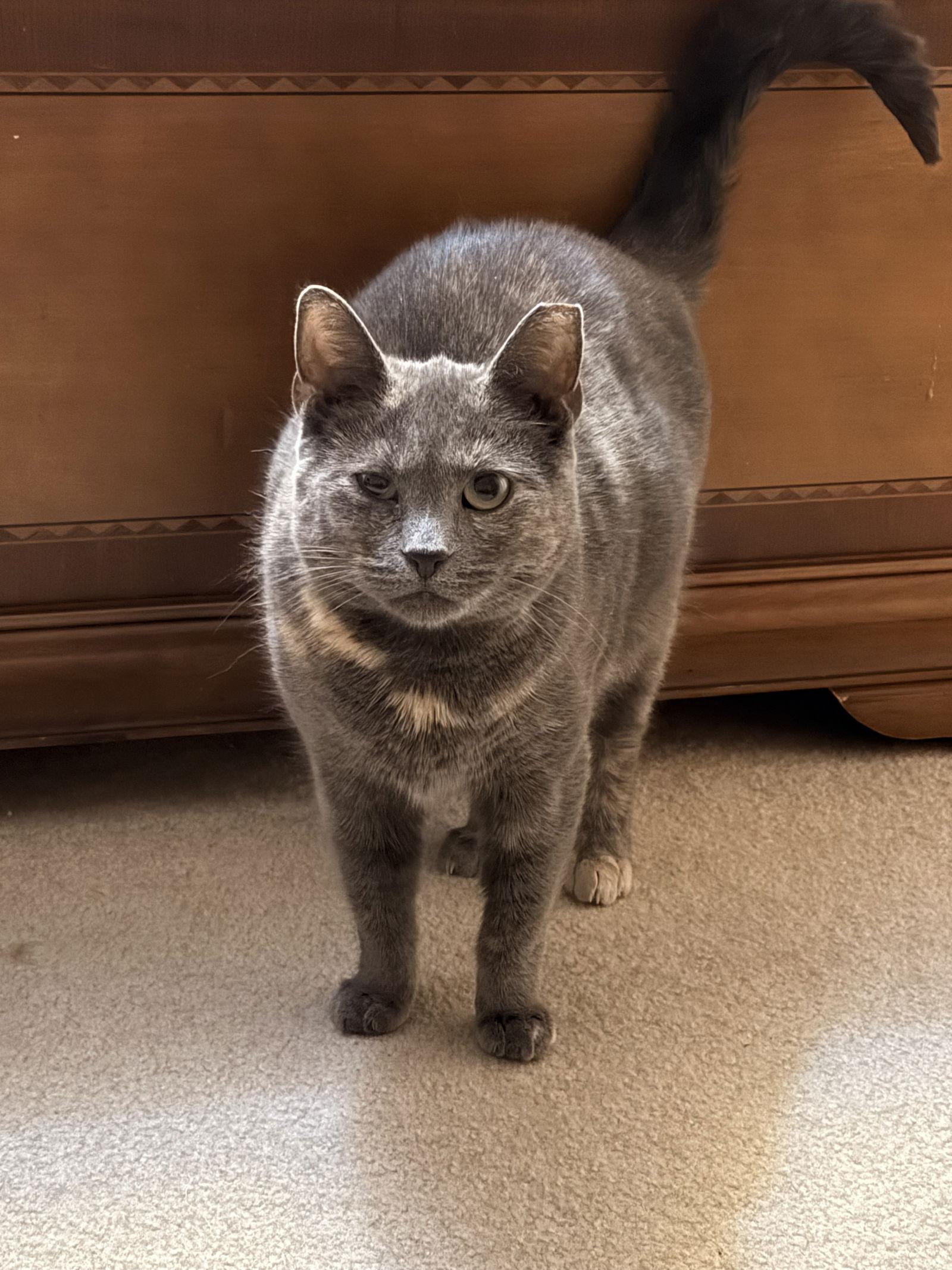 Enlarge Pawla, a Adoptable Domestic Short Hair in Trenton, NJ image 2/3