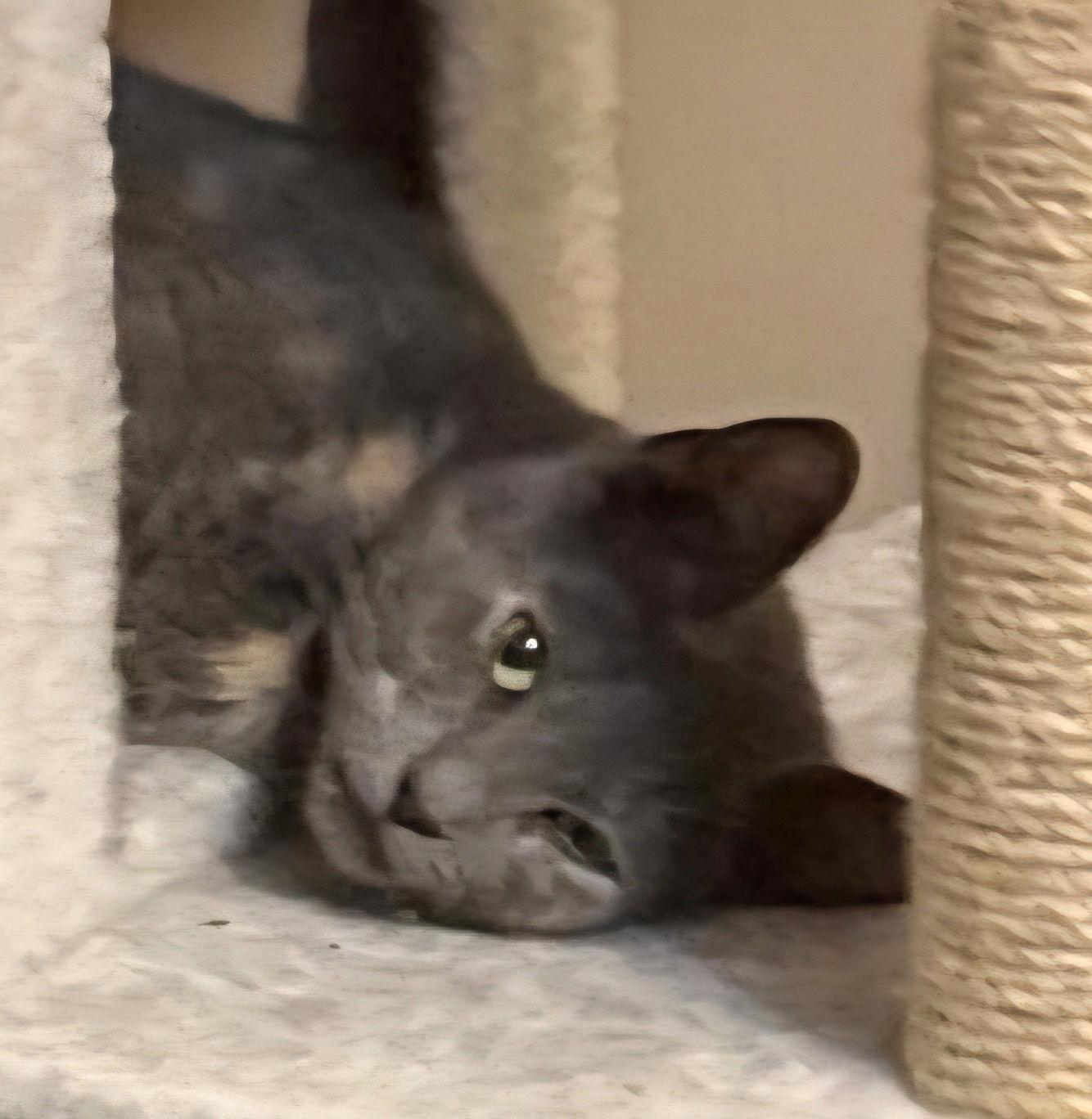 Enlarge Pawla, a Adoptable Domestic Short Hair in Trenton, NJ image 3/3