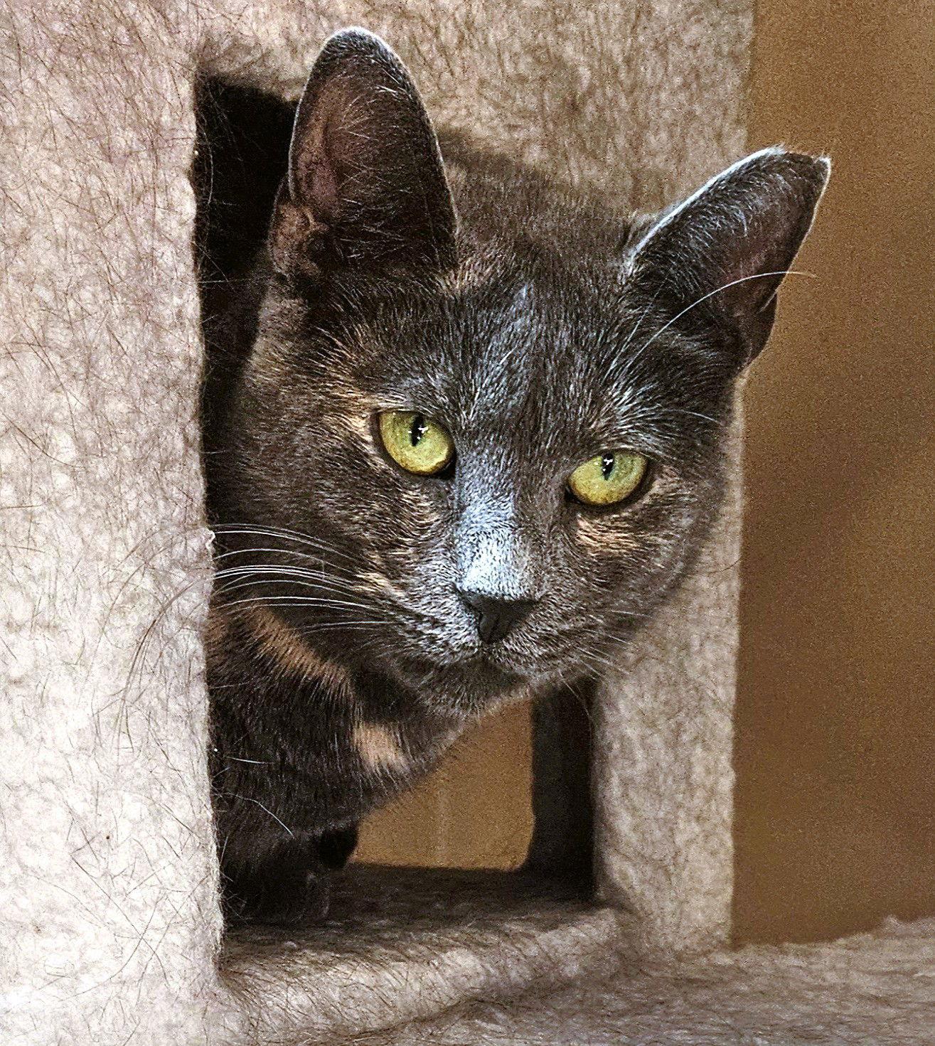 Pawla (Lil Girl), a Adoptable Domestic Short Hair in Trenton, NJ image 2/3