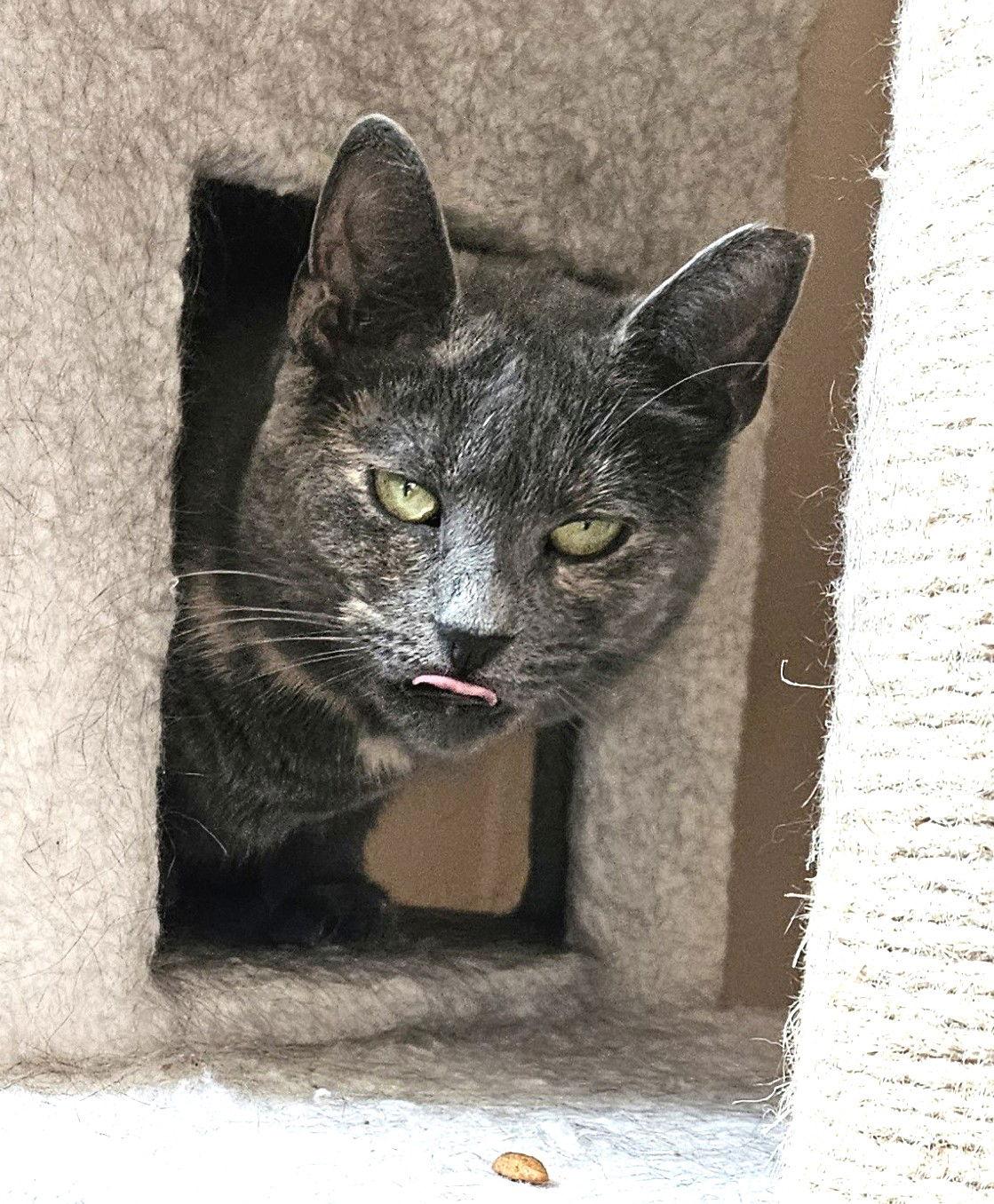 Enlarge Pawla, a Adoptable Domestic Short Hair in Trenton, NJ image 3/3