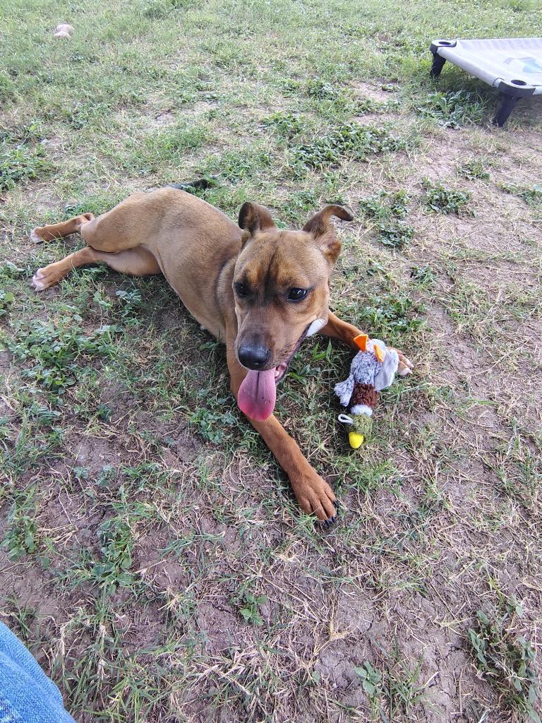 Ruby, a Adoptable mixed breed in Seguin, TX image 1/6