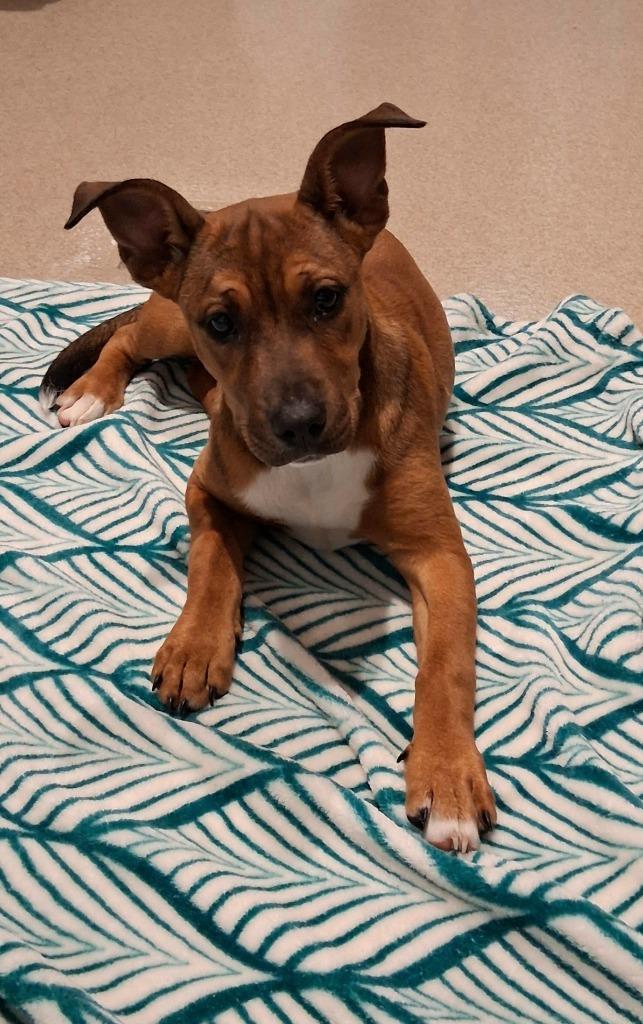 Ruby, Adoptable, Puppy Female Pit Bull Terrier.