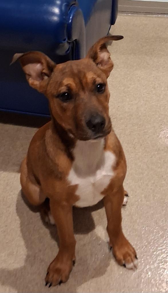 Enlarge Ruby, a Adoptable mixed breed in Seguin, TX image 2/6