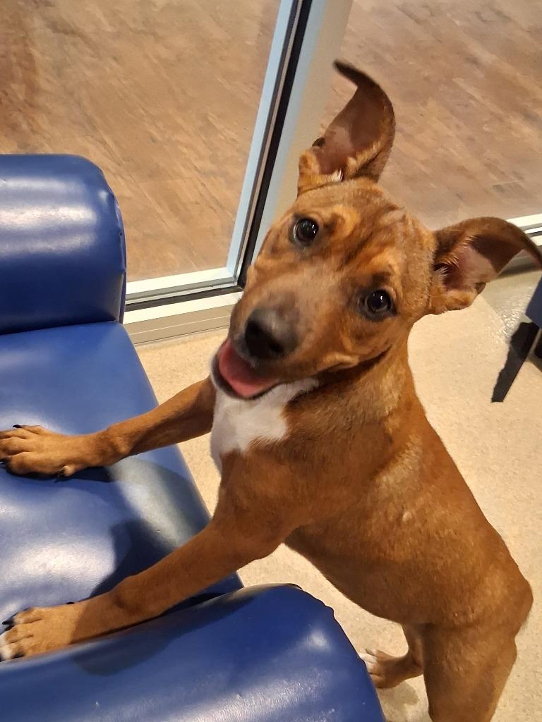 Enlarge Ruby, a Adoptable mixed breed in Seguin, TX image 3/6