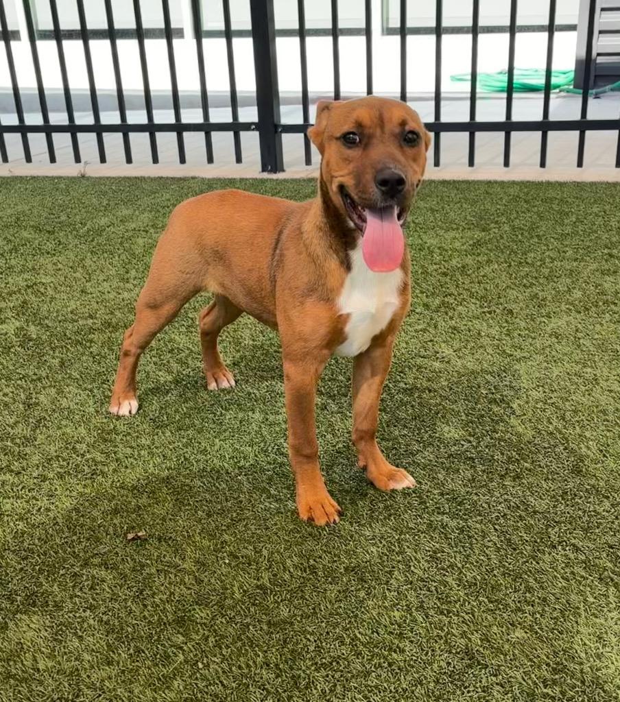 Enlarge Ruby, a Adoptable mixed breed in Seguin, TX image 4/6