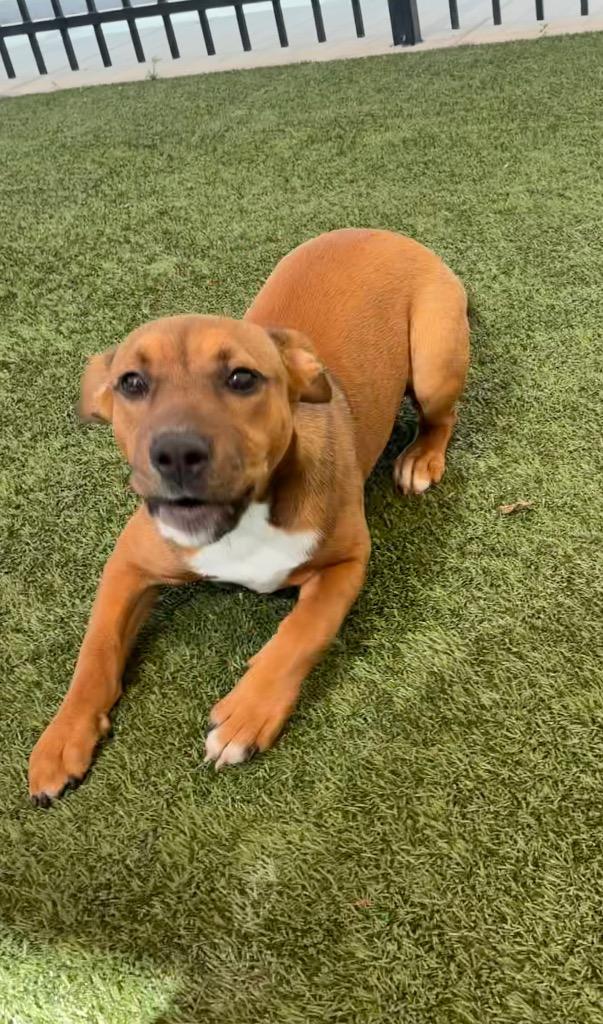 Enlarge Ruby, a Adoptable mixed breed in Seguin, TX image 5/6