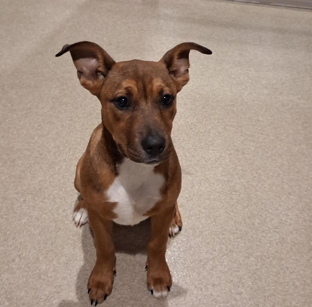 Enlarge Ruby, a Adoptable mixed breed in Seguin, TX image 6/6