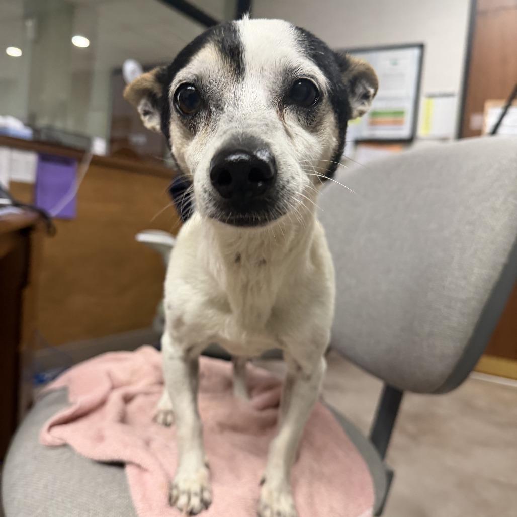Boomer, Adoptable, Adult Male Jack Russell Terrier & Chihuahua.