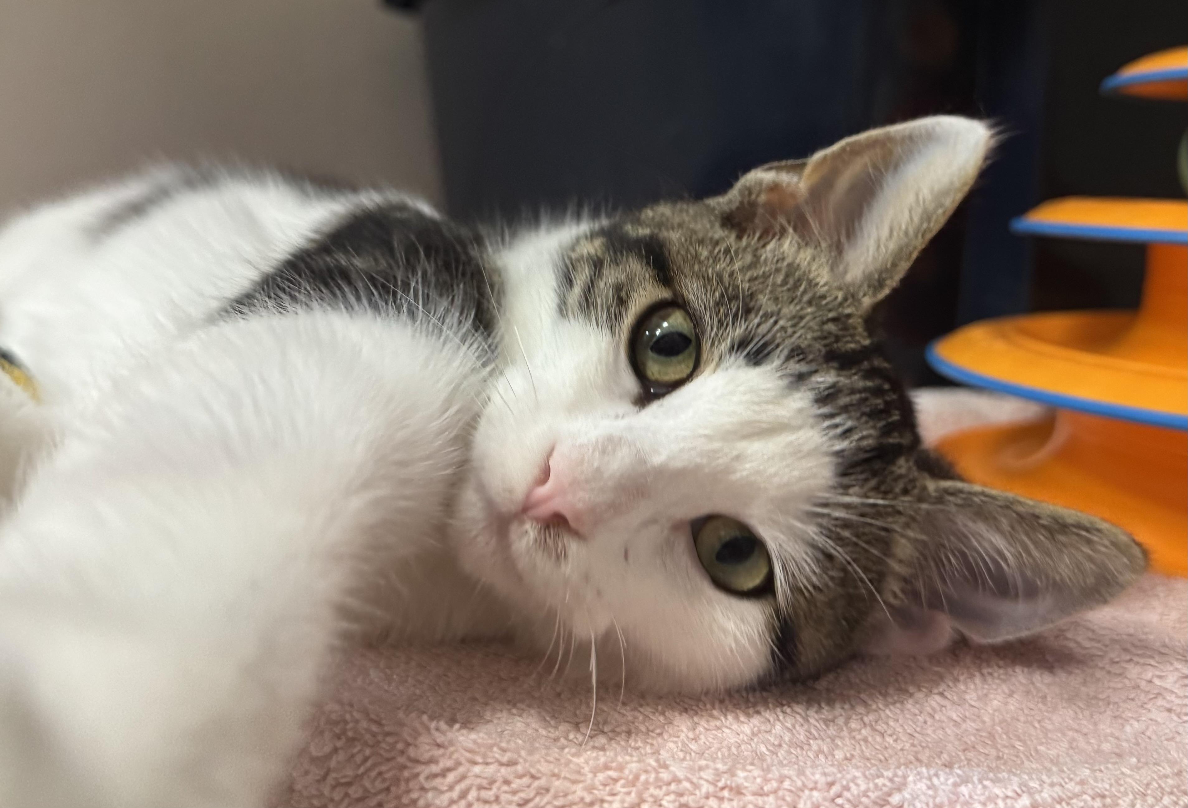 Howard, adopted, Young Male Domestic Short Hair.