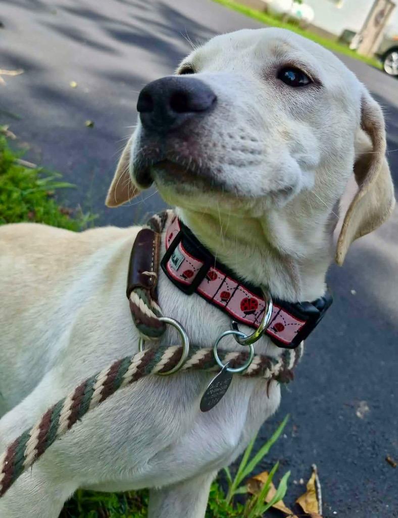 Poppy, Adoptable, Puppy Female Labrador Retriever.