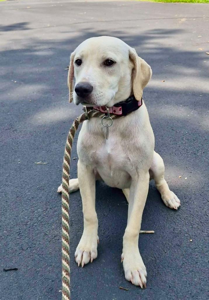 Poppy, a Adoptable mixed breed in Forsyth, GA image 2/4