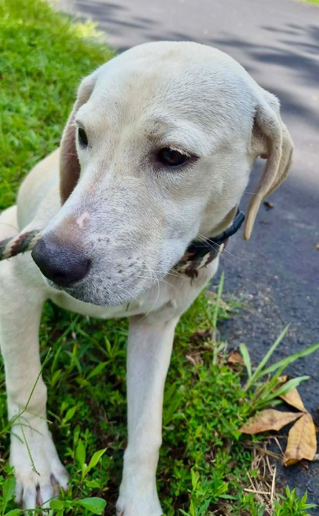 Poppy, a Adoptable mixed breed in Forsyth, GA image 3/4
