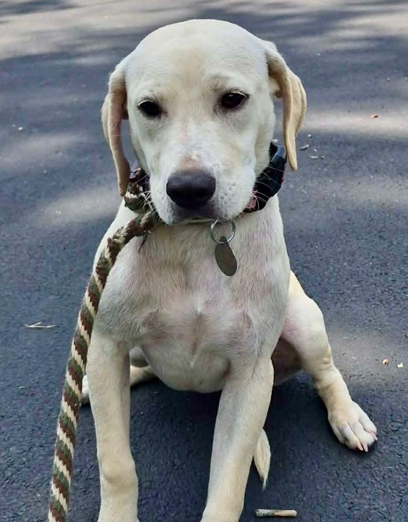 Poppy, a Adoptable mixed breed in Forsyth, GA image 4/4