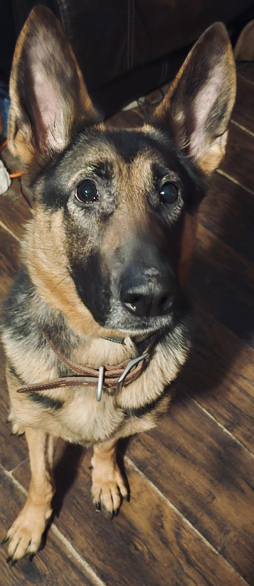 Enlarge Zeina-local, beautiful, smart, smaller GSD with a great personality!, an adopted German Shepherd Dog in Portland, OR image 2/2
