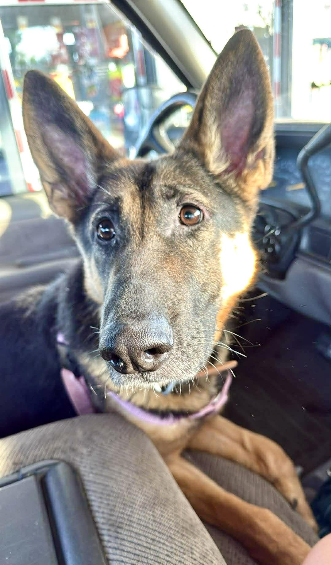 Zeina-local, beautiful, smart, smaller GSD with a great personality!, adopted, Adult Female German Shepherd Dog.
