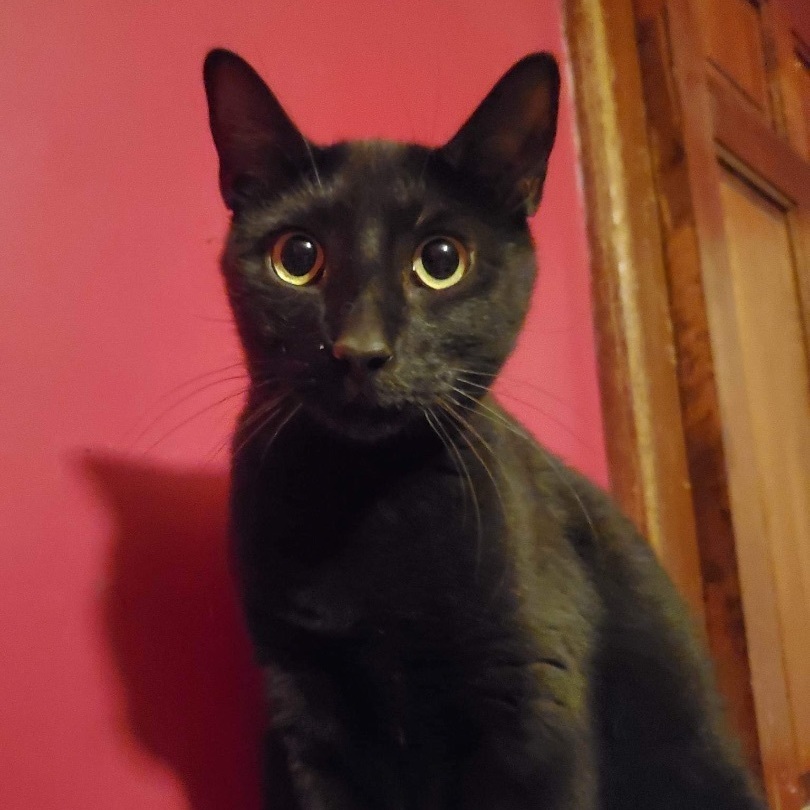 Enlarge Frankie, an adoptable Domestic Short Hair in Greensburg, PA image 4/6