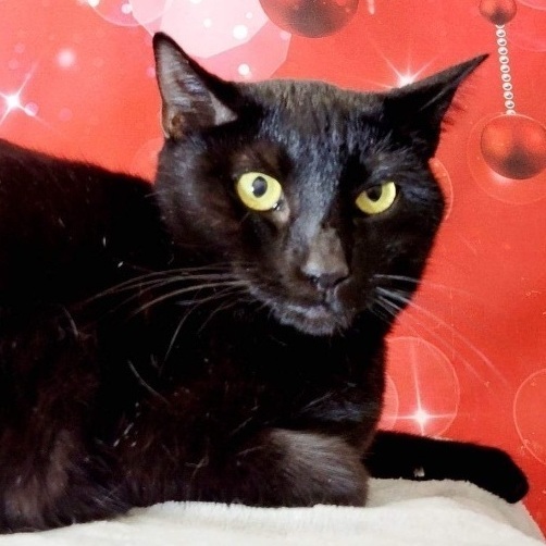 Enlarge Frankie, an adoptable Domestic Short Hair in Greensburg, PA image 5/6