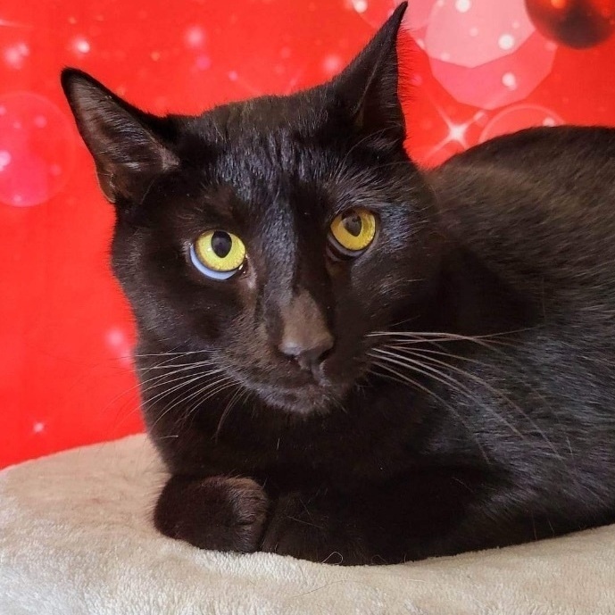 Enlarge Frankie, an adoptable Domestic Short Hair in Greensburg, PA image 2/6