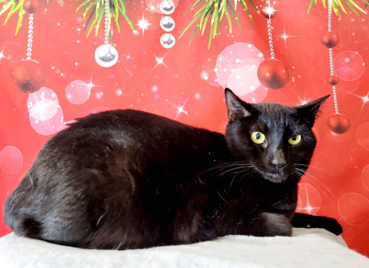 Enlarge Frankie, an adoptable Domestic Short Hair in Greensburg, PA image 6/6