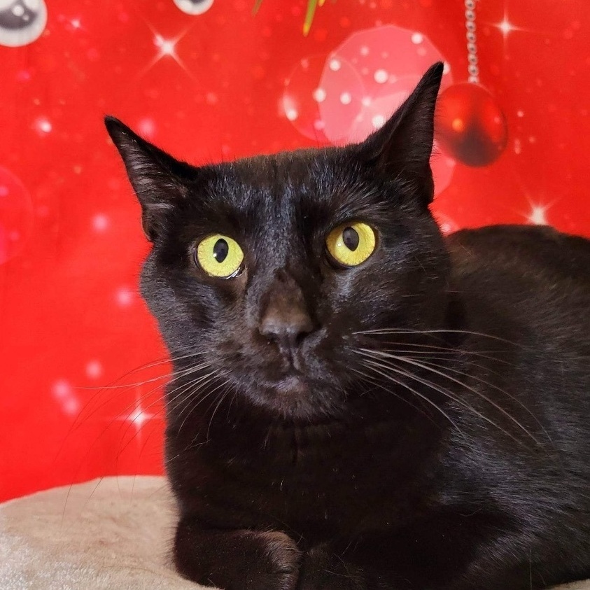 Enlarge Frankie, an adoptable Domestic Short Hair in Greensburg, PA image 3/6