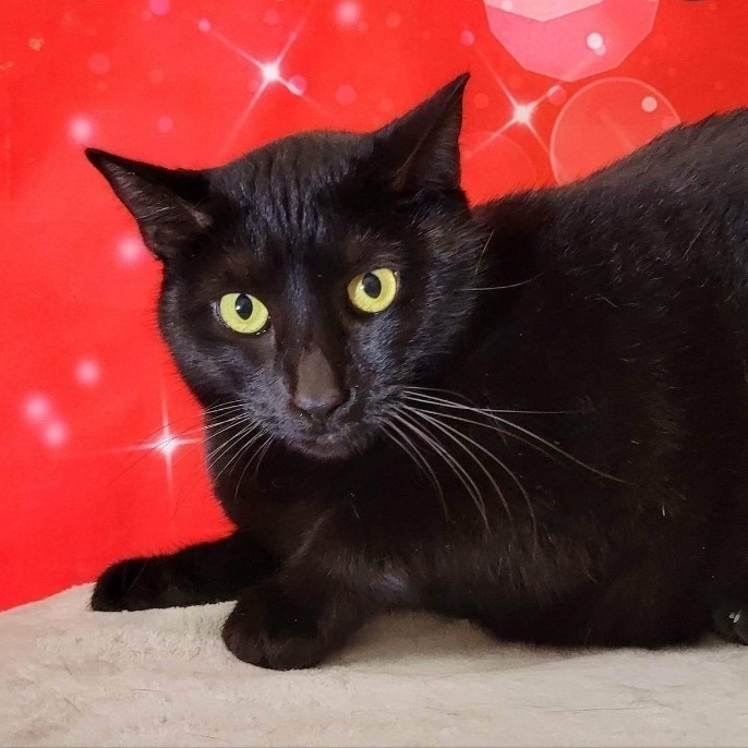 Enlarge Frankie, an adoptable Domestic Short Hair in Greensburg, PA image 1/6