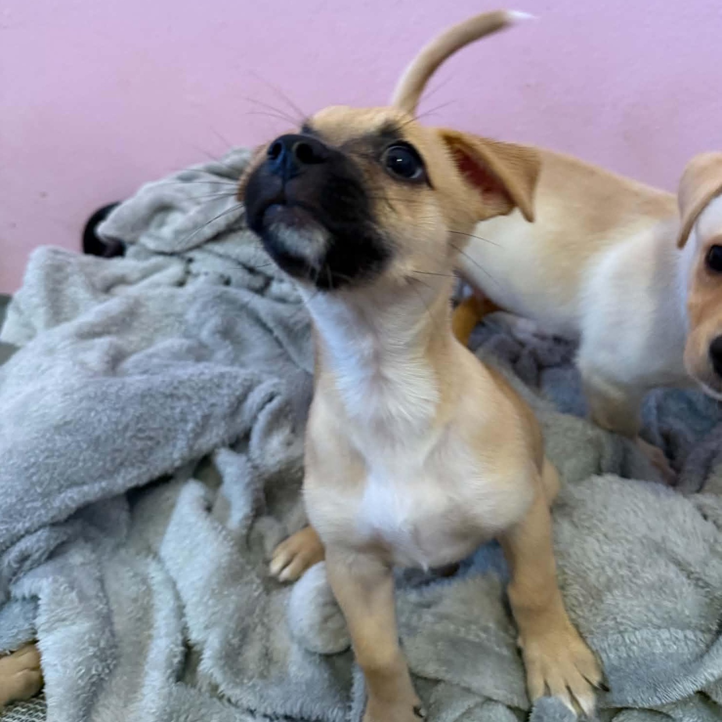 Bridget, Adoptable, Puppy Female Chiweenie.