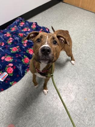 Ocean, Adoptable, Adult Female Terrier & Mixed Breed.