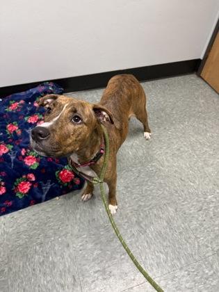 Enlarge Ocean, a Adoptable mixed breed in Shawano, WI image 2/3