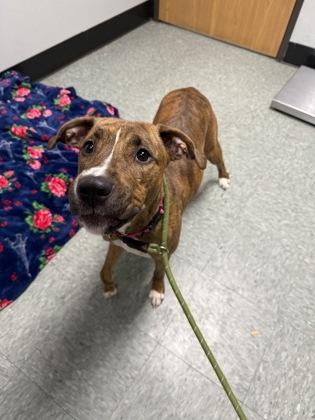 Enlarge Ocean, a Adoptable mixed breed in Shawano, WI image 3/3