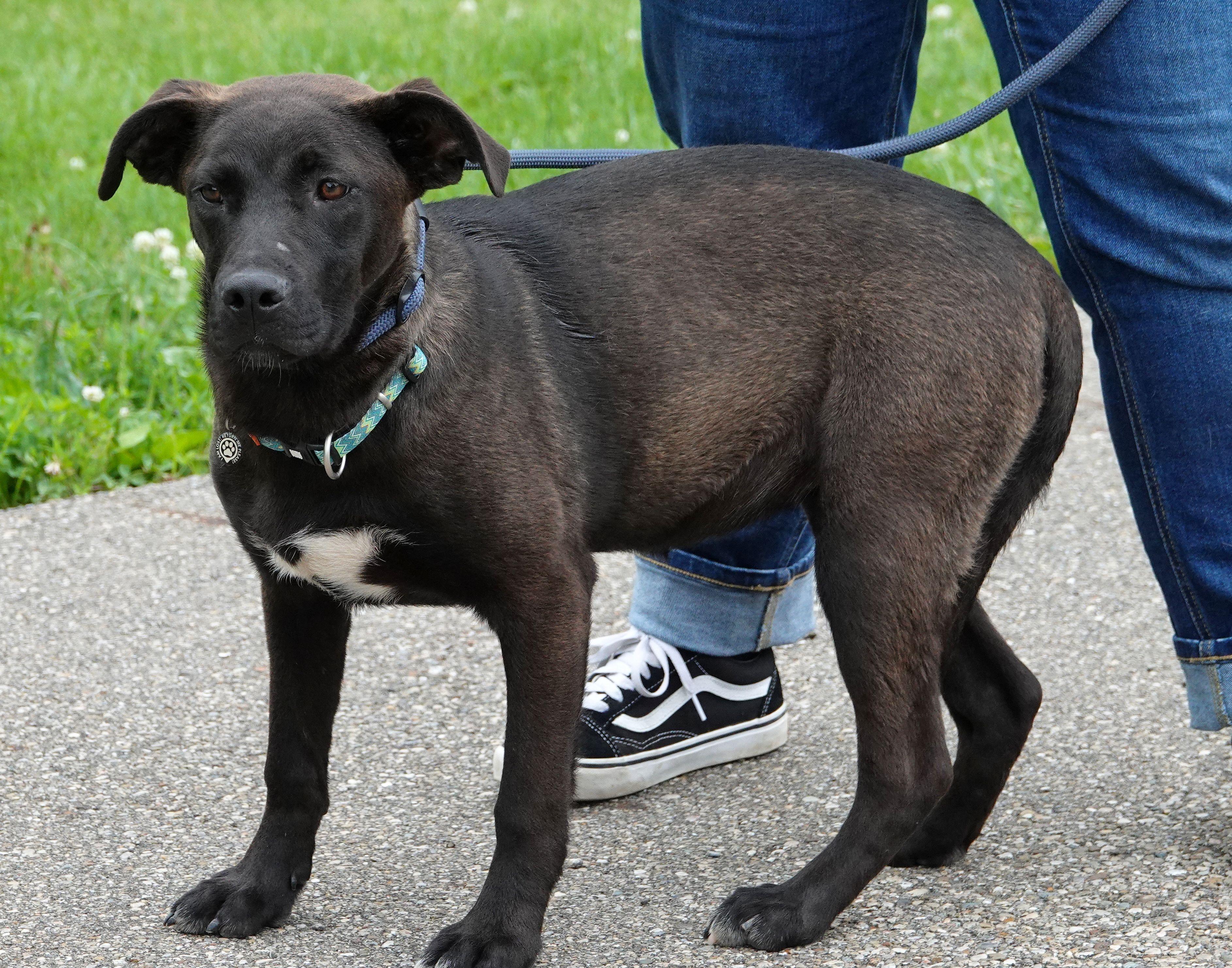 Ursula, a ADOPTABLE mixed breed in Millfield, OH image 3/5