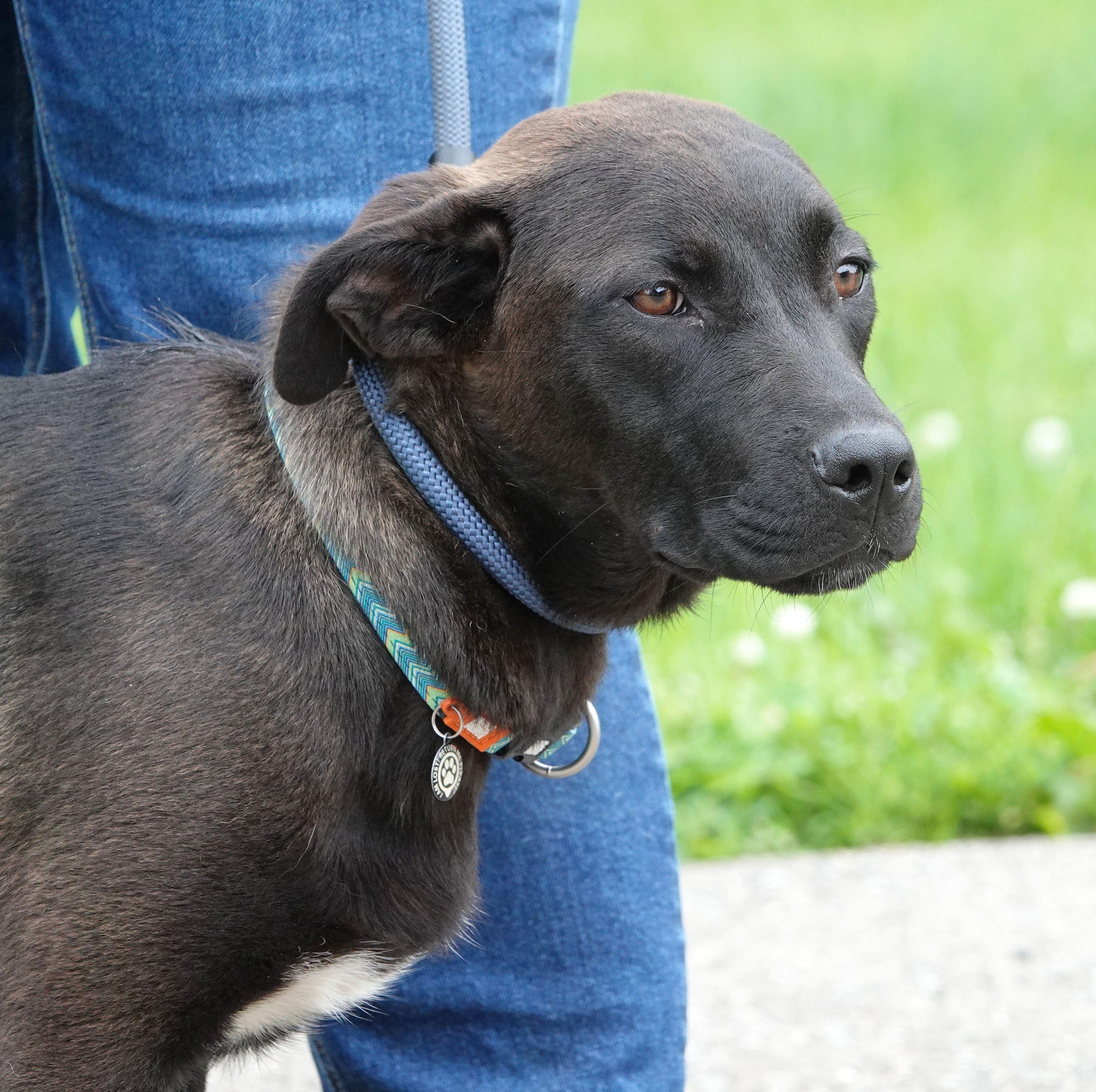 Ursula, a ADOPTABLE mixed breed in Millfield, OH image 5/5