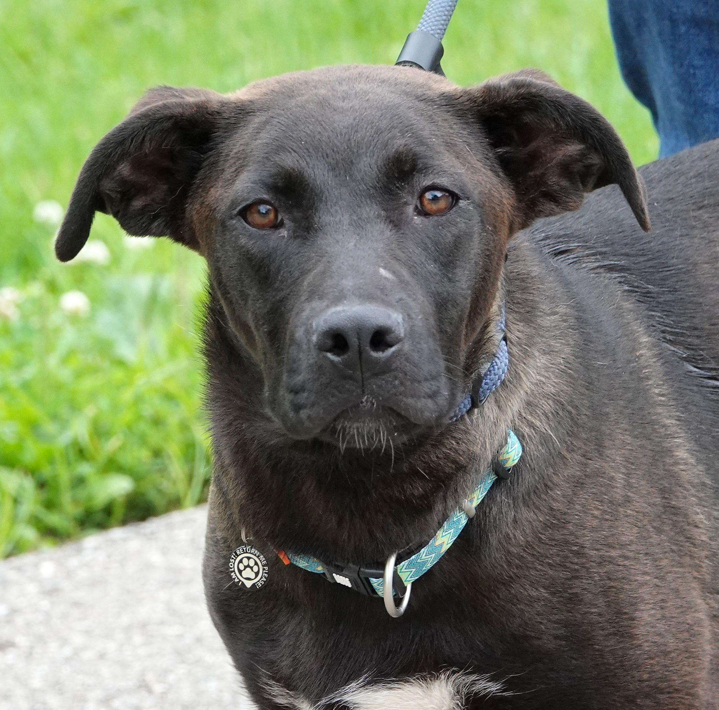 Ursula, a ADOPTABLE mixed breed in Millfield, OH image 1/5