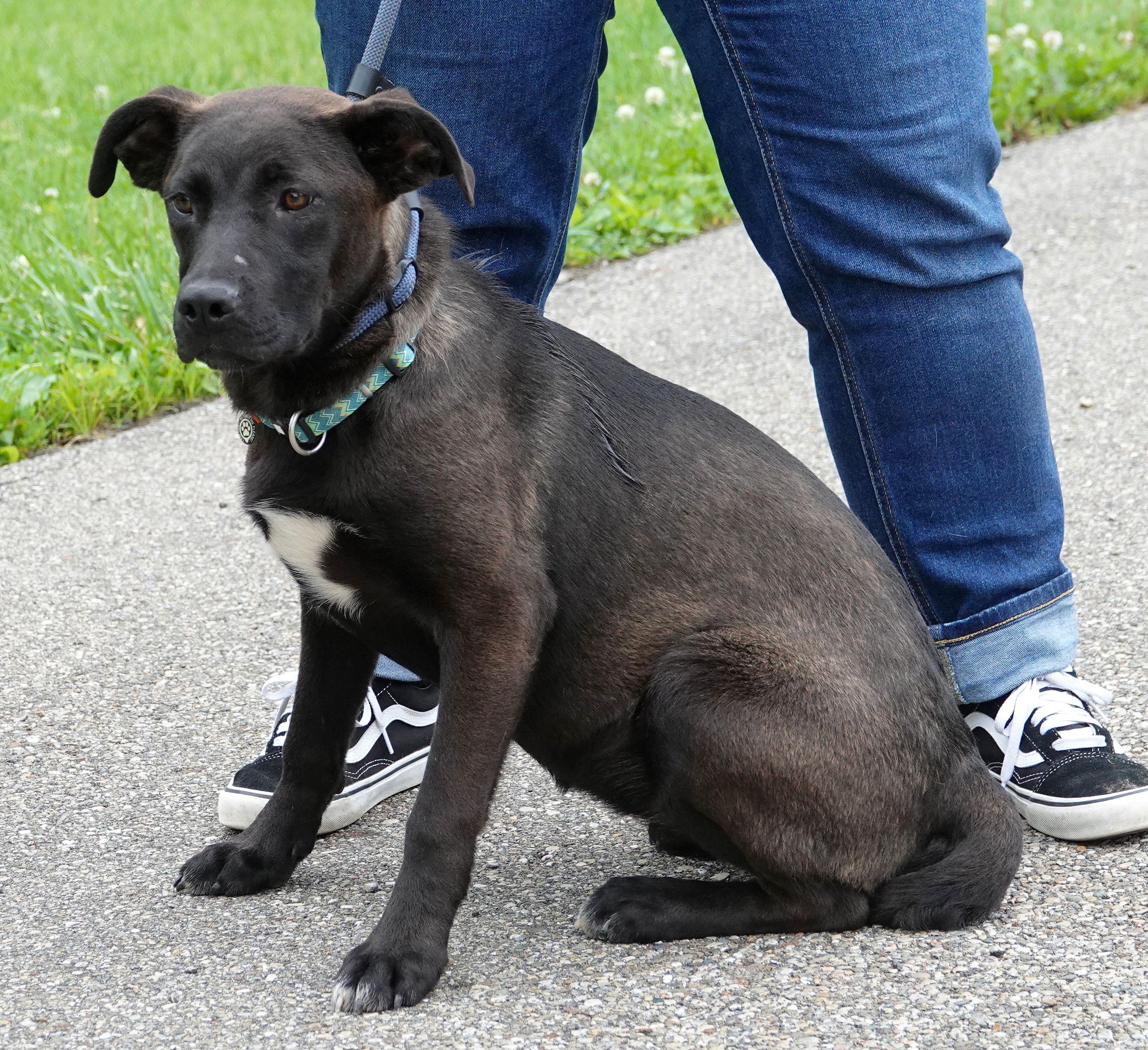 Ursula, a ADOPTABLE mixed breed in Millfield, OH image 2/5