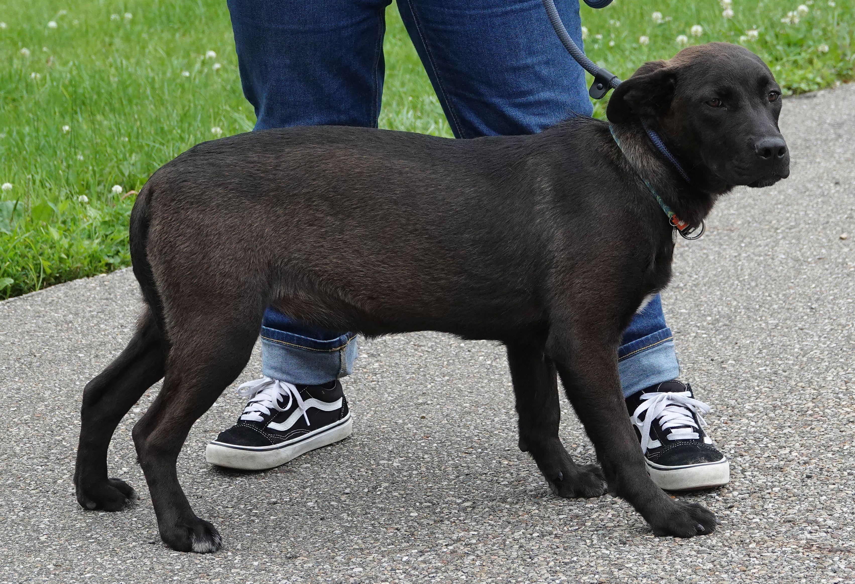 Ursula, a ADOPTABLE mixed breed in Millfield, OH image 4/5