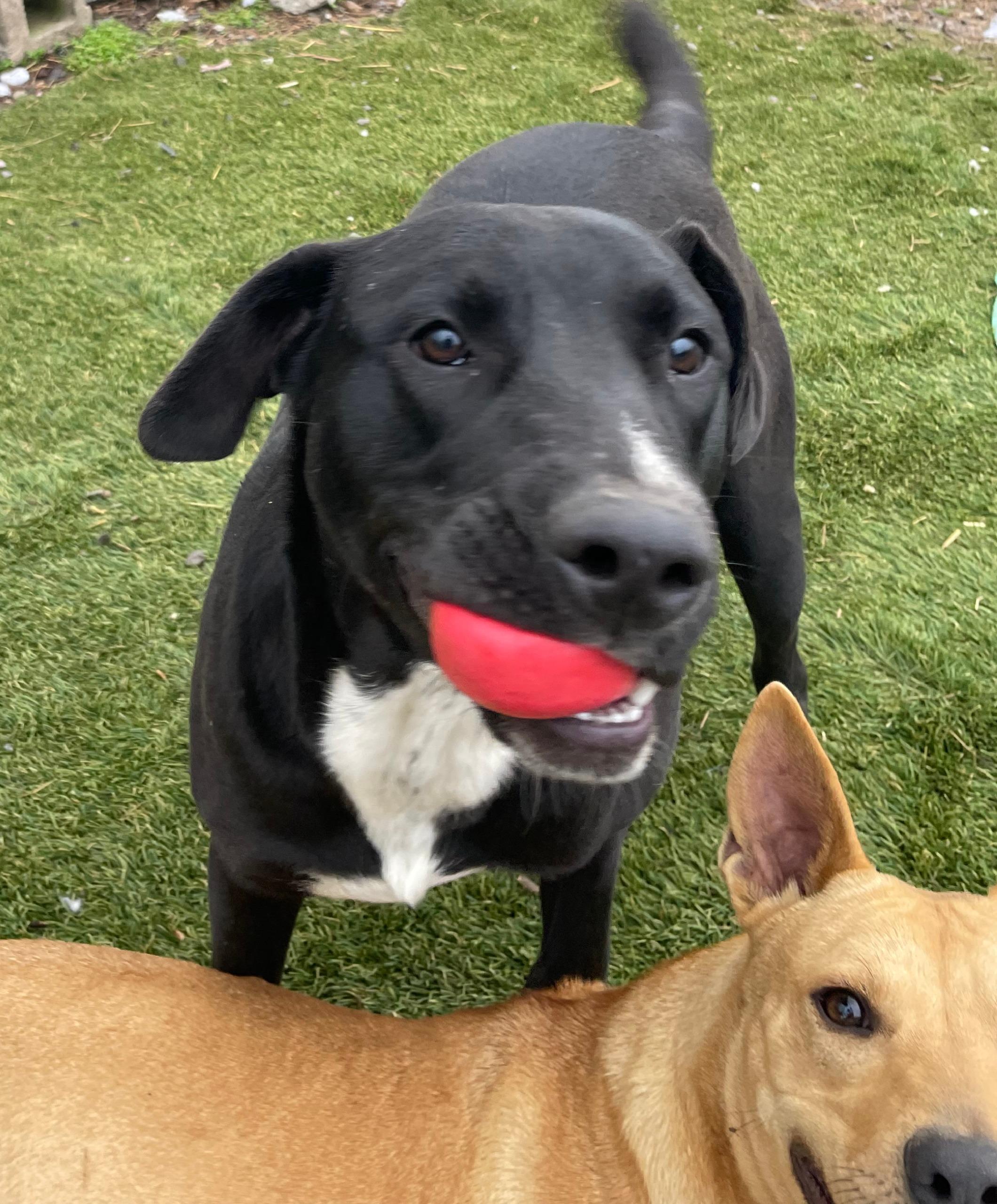 Enlarge Banjo, a Adoptable mixed breed in Tracy City , TN image 1/3