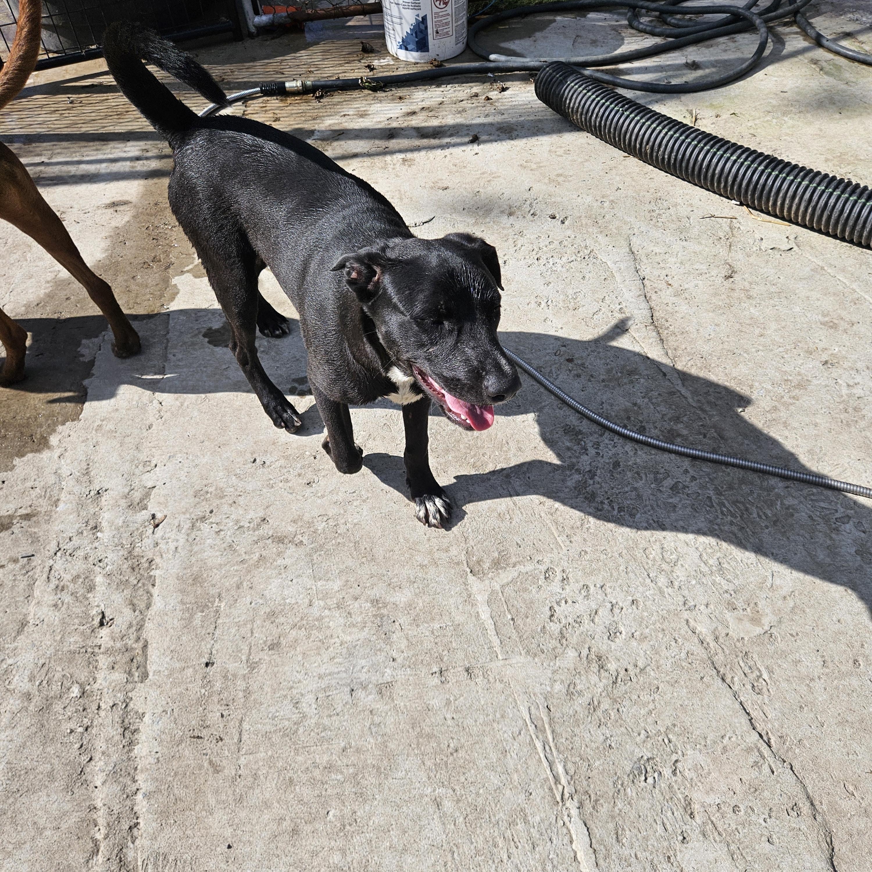 Banjo, Adoptable, Young Male Labrador Retriever.