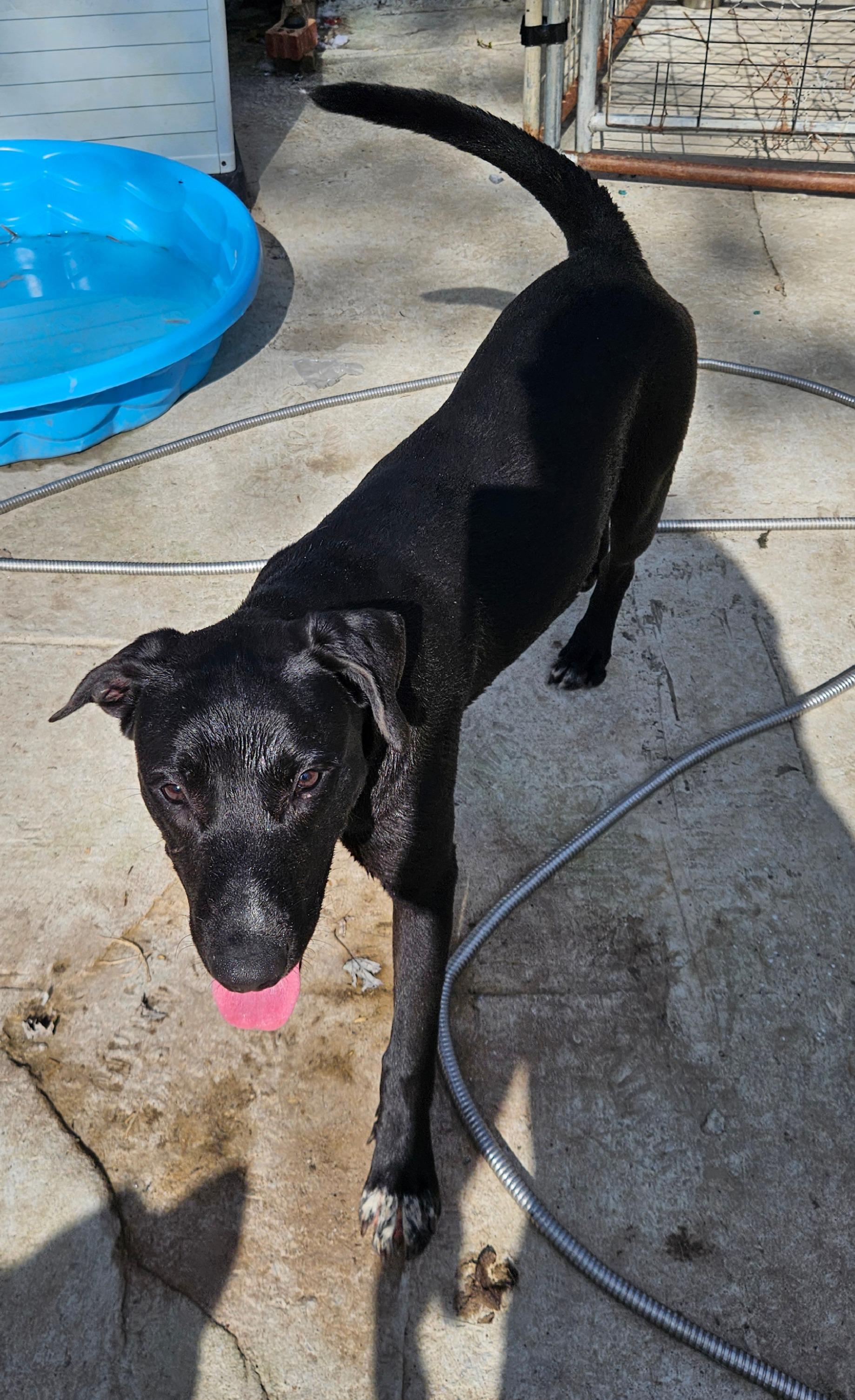 Banjo, Adoptable, Young Male Labrador Retriever.