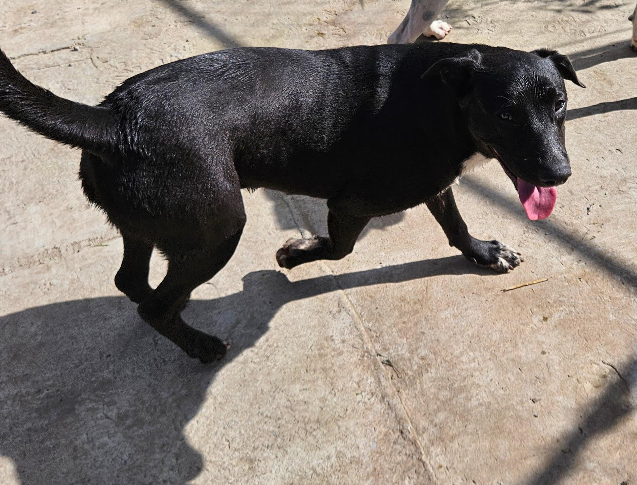 Enlarge Banjo, a Adoptable mixed breed in Tracy City , TN image 2/3