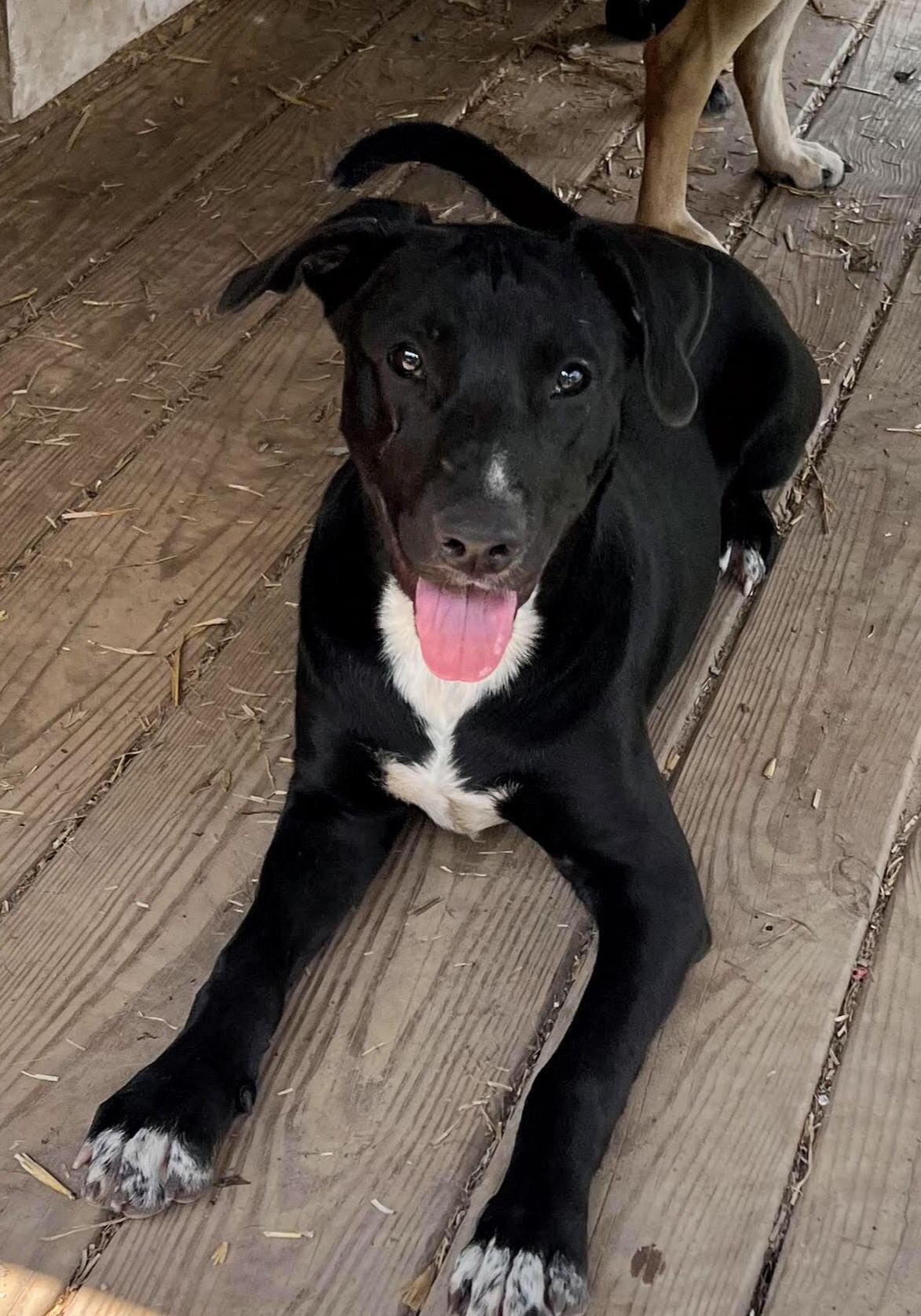Enlarge Banjo, a Adoptable mixed breed in Tracy City , TN image 2/3