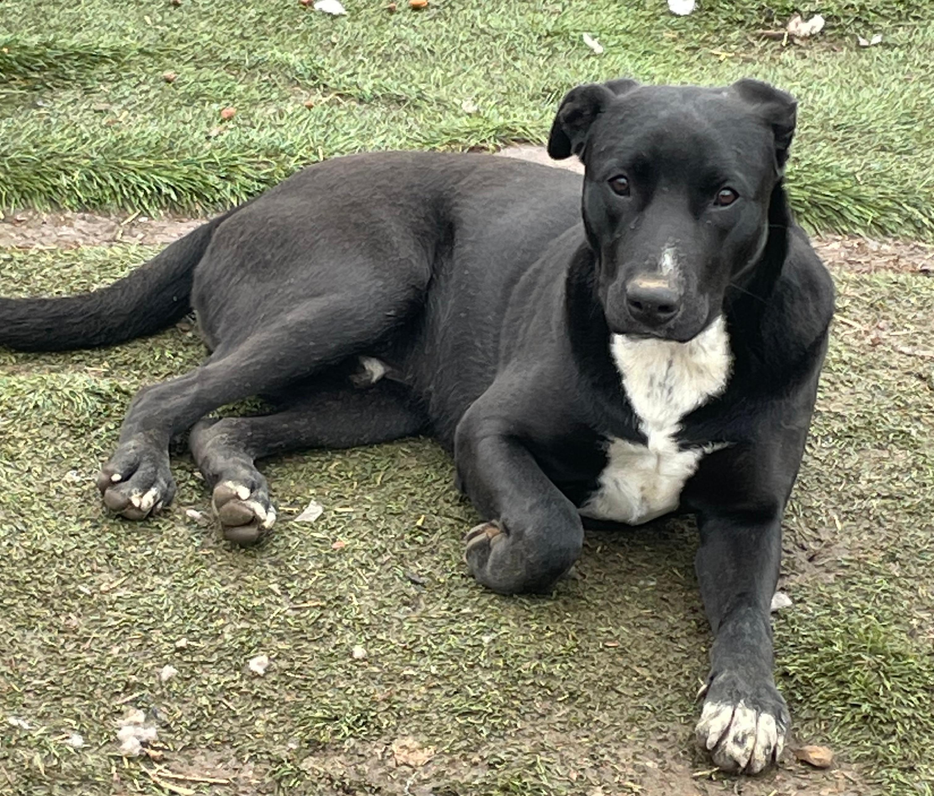 Enlarge Banjo, a Adoptable mixed breed in Tracy City , TN image 3/3