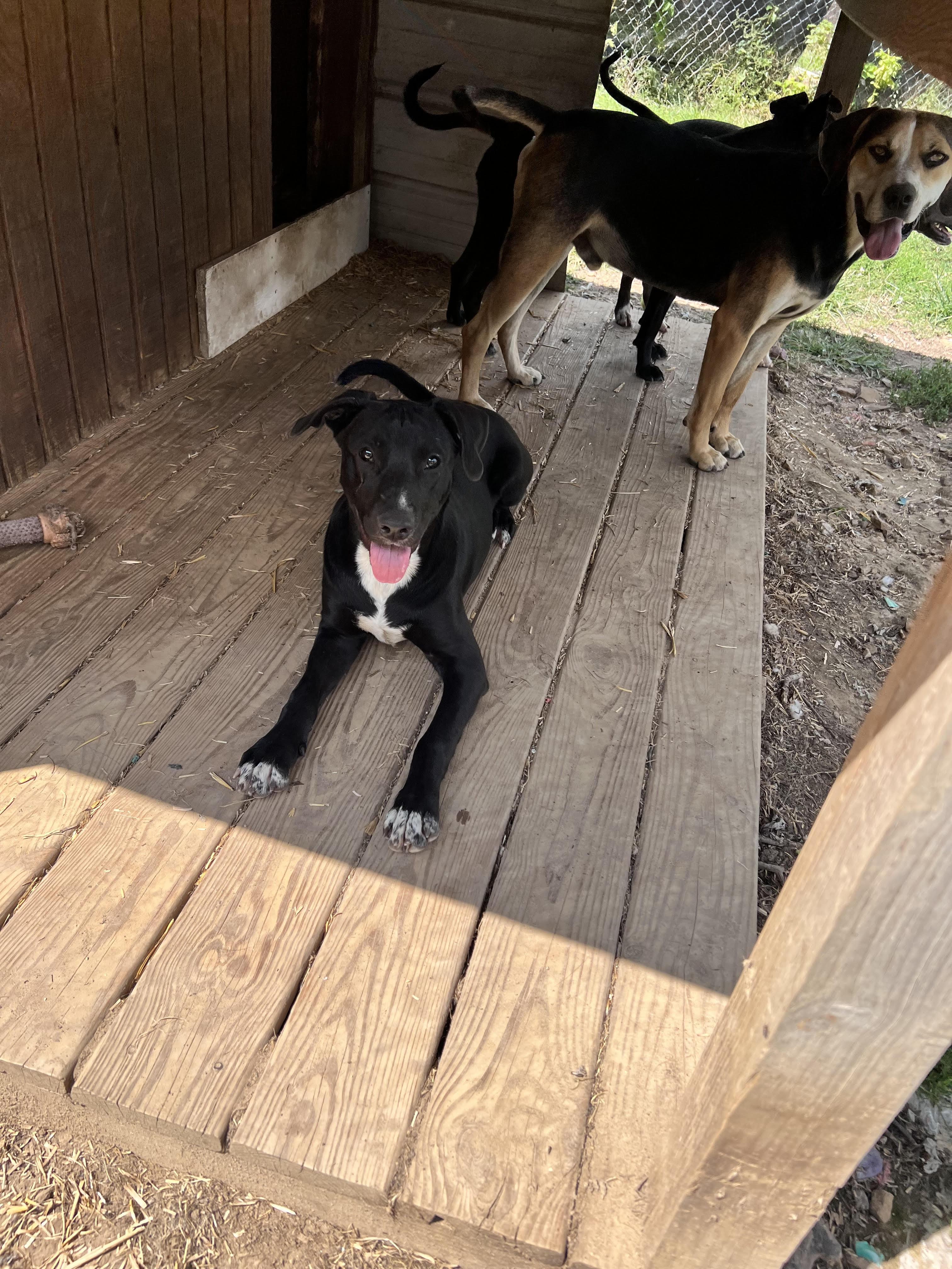 Enlarge Banjo, a Adoptable mixed breed in Tracy City , TN image 3/3