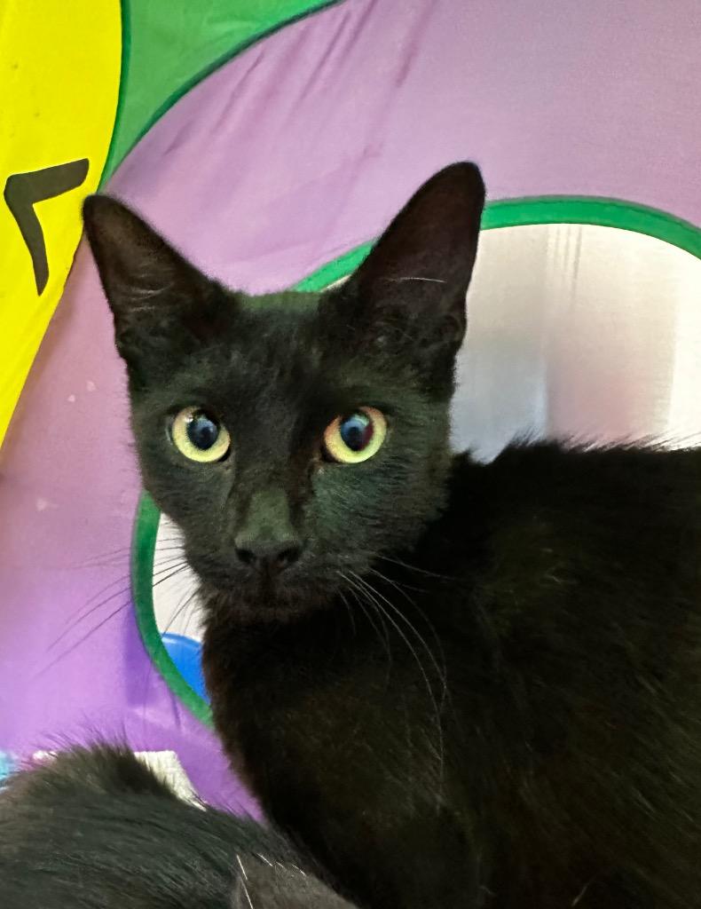 Enlarge Beth, a Adoptable mixed breed in Jonesboro, AR image 1/1