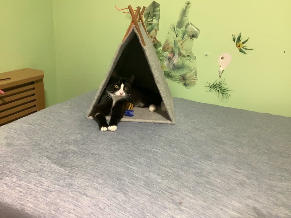 Enlarge Nika, a ADOPTABLE American Shorthair in Brooklyn, NY video 1/1